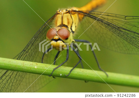 Closeup on a Ruddy darter, Sympetrum sanguineum sitting on a straw against a green background 91242286