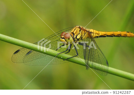 Closeup on a Ruddy darter, Sympetrum sanguineum sitting on a straw against a green background 91242287