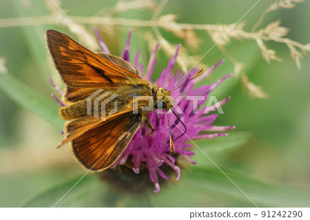 Closeup on a large skipper butterfly, sitting with open wings on a purple thistle , Cirsium palustre, flower 91242290