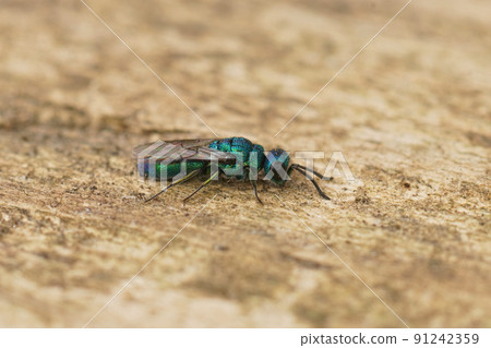 Closeup on a small colorful green and blue cuckoo wasp, Trichrysis cyanea sitting on wood 91242359
