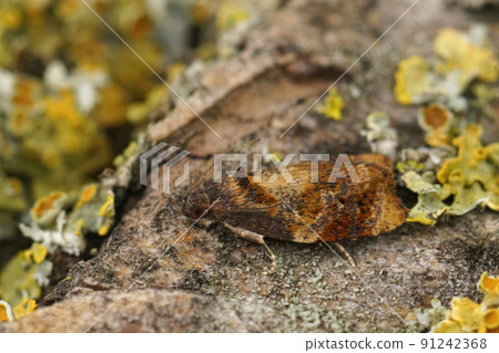 Closeup on the small red-barred tortrix moth, Ditula angustiorana sitting on wood 91242368