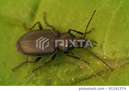Closeup on a dark shiny ground beelte, Agonum, sitting on a green leaf 91242374