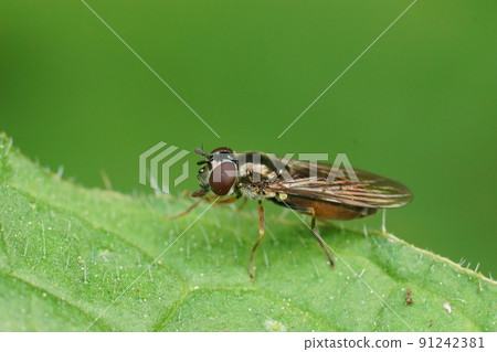 Closeup on a Small Hoverfly, Platycheirus albimanus sitting on a green leaf in the garden Closeup on a Small Hoverfly, Platycheirus albimanus sitting on a green leaf in the garden 91242381