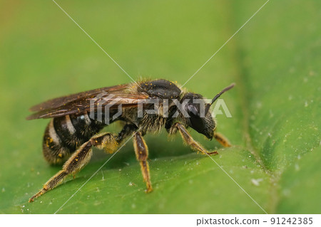 Closeup on a rare and endangered large dark colored furrow bee , Lasioglossum majus sitting on a green leaf Closeup on a rare and endangered large dark colored furrow bee , Lasioglossum majus sitting on a green leaf 91242385