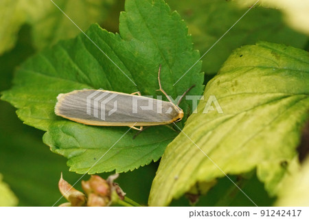 Natural closeup on a Common ootman moth, Eilema lurideola, sitting on a leaf in the shrubs Natural closeup on a Common ootman moth, Eilema lurideola, sitting on a leaf in the shrubs 91242417