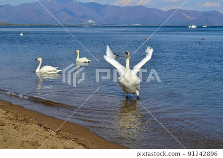 Lake swan 91242896