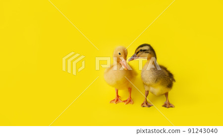 two small yellow and variegated duckling stand on yellow background, selective focus two small yellow and variegated duckling stand on yellow background, selective focus 91243040