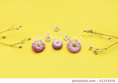 white and pink wildflowers with petals and thin branches on yellow background 91243058