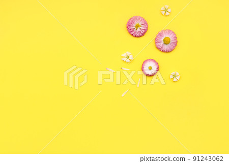 white and pink wildflowers with petals on a yellow background white and pink wildflowers with petals on a yellow background 91243062