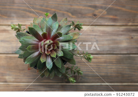 green with red succulent echeveria with shoots on wooden background, top view, selective focus green with red succulent echeveria with shoots on wooden background, top view, selective focus 91243072