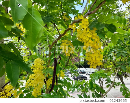 Flower and fruit plant Flower and fruit plant 91243665