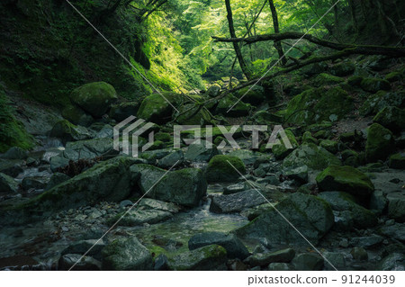 黑丸苔蘚、新鮮的綠色植物和山谷 91244039