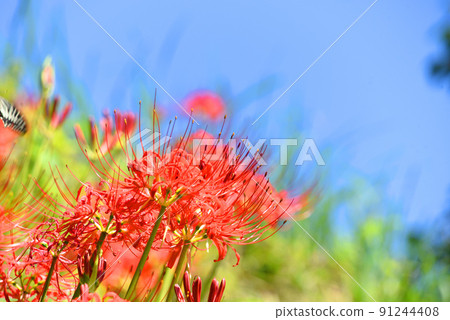 Cluster amaryllis 91244408