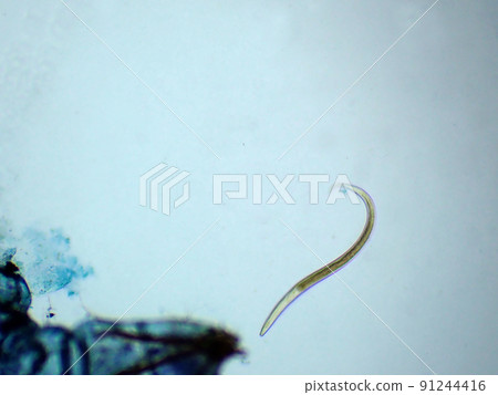 蜉蝣幼蟲寄生蟲的顯微照片 (100x) 91244416