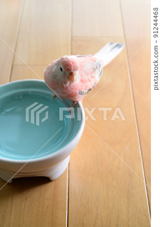 伯克的鸚鵡 伯克的鸚鵡 91244468
