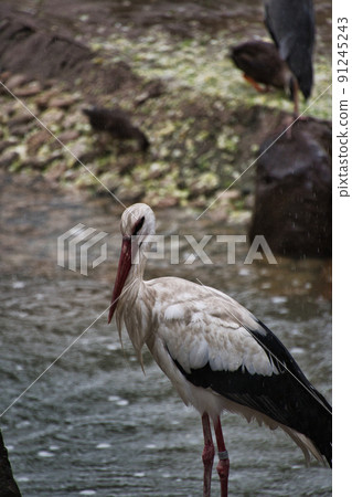 Stork staying in shallow water Osaka Japan 91245243