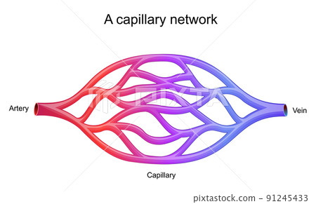 capillary network. blood vessel 91245433
