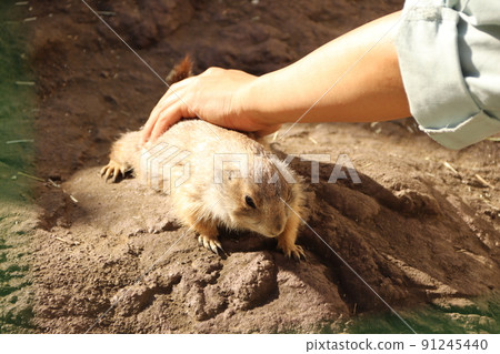 Prairie dog stroking Prairie dog stroking 91245440