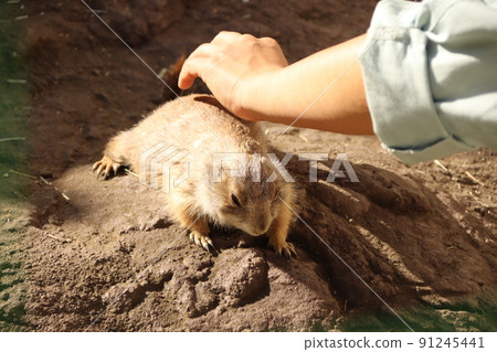 Prairie dog stroking Prairie dog stroking 91245441