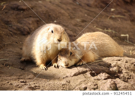 Prairie dog couple 91245451