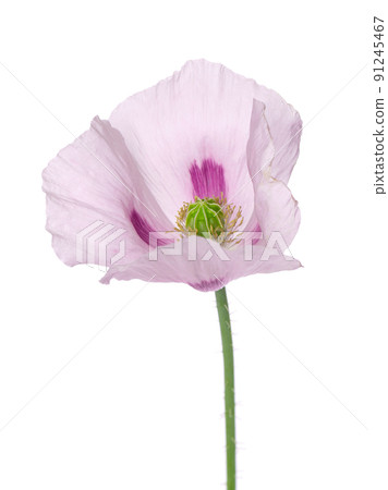 Poppy flower isolated on white background. Single pink opium poppy. Papaver somniferum. Clipping path. 91245467