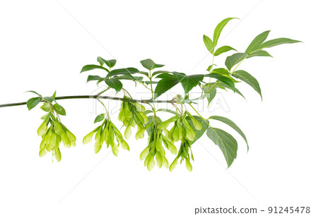 Ashleaf maple branch isolated on white background. Maple acer negundo leaves and seeds. Ashleaf maple branch isolated on white background. Maple acer negundo leaves and seeds. 91245478