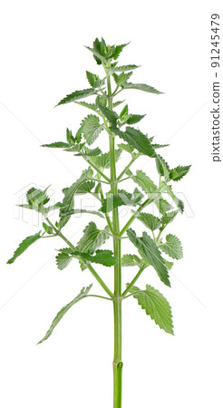 Lemon balm bush isolated on white background. Melissa plant. Fresh green leaf mint. Clipping path. Lemon balm bush isolated on white background. Melissa plant. Fresh green leaf mint. Clipping path. 91245479