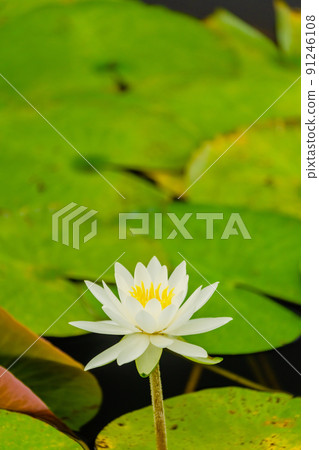 睡蓮鮮花 91246108