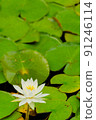 睡蓮鮮花 91246114