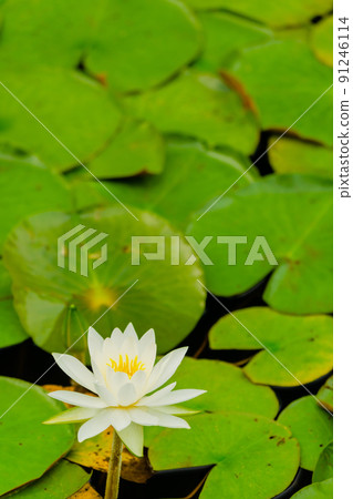 睡蓮鮮花 91246114