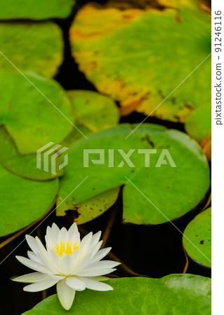 睡蓮鮮花 91246116