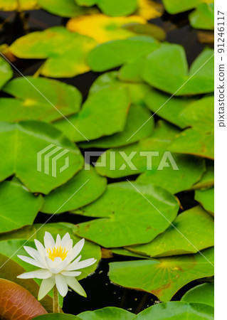 Water lily flowers 91246117