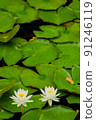 睡蓮鮮花 91246119