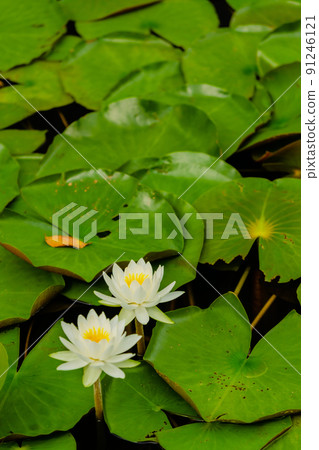 Water lily flowers 91246121