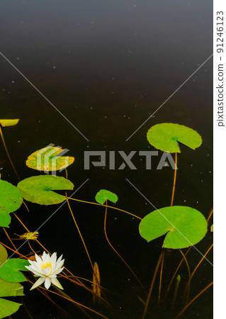 Water lily flowers Water lily flowers 91246123