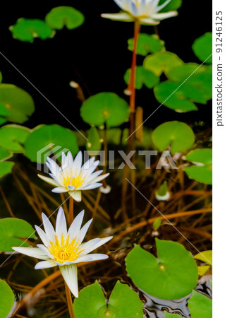 睡蓮鮮花 睡蓮鮮花 91246125