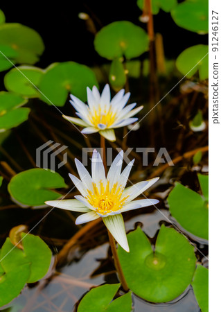 睡蓮鮮花 睡蓮鮮花 91246127