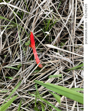 長在草叢中的臭角 長在草叢中的臭角 91246205