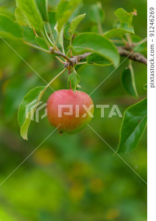 Hime apple when it's ready to eat Hime apple when it's ready to eat 91246269