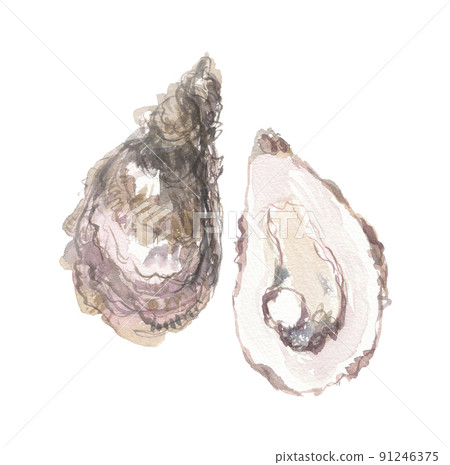 牡蠣 牡蠣 91246375