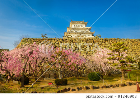 Large castle tower and cherry blossoms from the front of the gate of Himeji Castle, April 6, Japan Large castle tower and cherry blossoms from the front of the gate of Himeji Castle, April 6, Japan 91246908