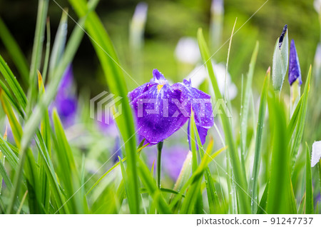歌山公園盛開的美麗鳶尾花 | 石川縣金澤市 91247737