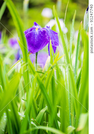 Beautiful irises in full bloom at Utatsuyama Park | Kanazawa City, Ishikawa Prefecture Beautiful irises in full bloom at Utatsuyama Park | Kanazawa City, Ishikawa Prefecture 91247740
