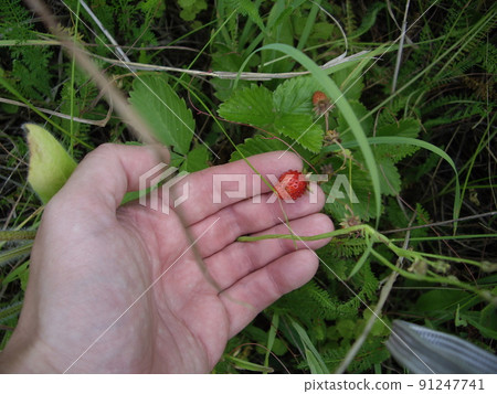 Summer berries ripened in the garden in the village Summer berries ripened in the garden in the village 91247741