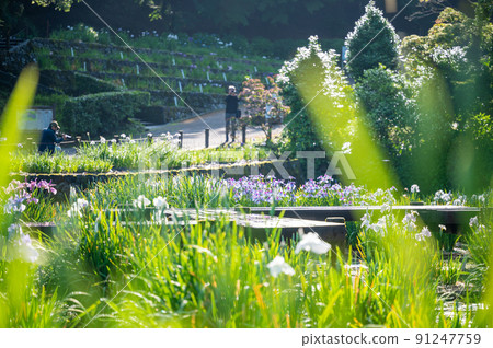 Beautiful irises in full bloom at Utatsuyama Park | Kanazawa City, Ishikawa Prefecture Beautiful irises in full bloom at Utatsuyama Park | Kanazawa City, Ishikawa Prefecture 91247759