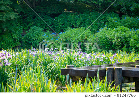 Beautiful irises in full bloom at Utatsuyama Park | Kanazawa City, Ishikawa Prefecture 91247760