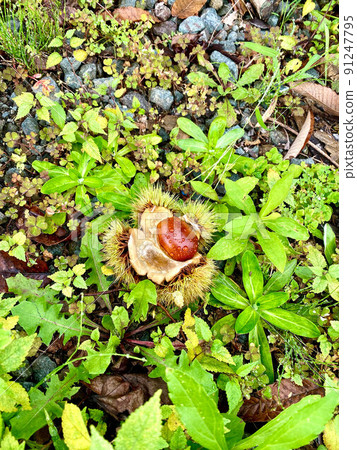 Chestnuts wet with rain dew 91247795