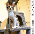 Cat Cat Tower 91247806