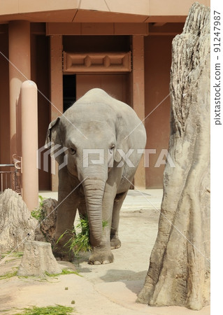 A big elephant walking leisurely A big elephant walking leisurely 91247987