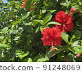 Brilliant hibiscus 91248069